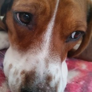 Meet your Posher, Melody